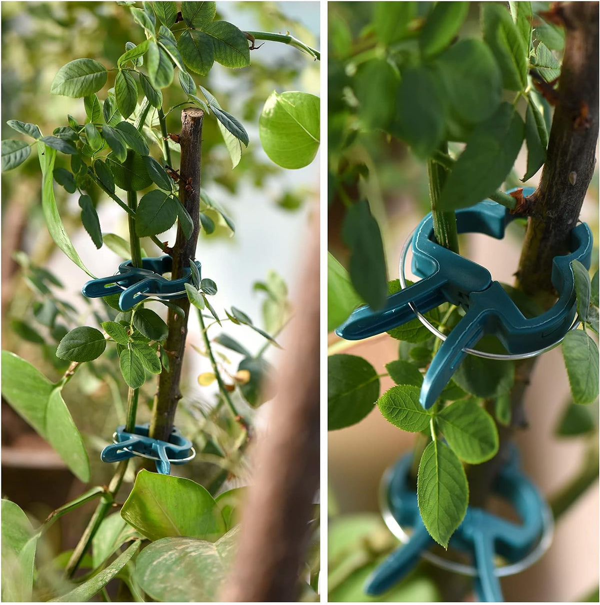 Plant Support Clips, 80 PCS Gentle Flower Plant Clamps for Supporting Vine Climbing Plants, Gardening Lever Loop Gripper Clips Help Stems Vines Grow Straight Upright, 2 Sizes in one Pack