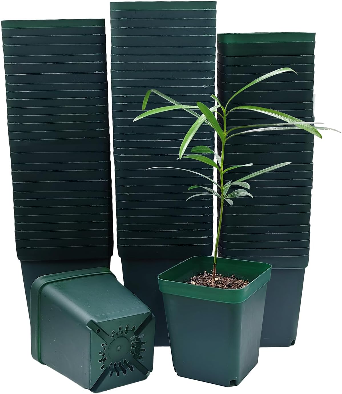 Square Seedling Nursery Pots 3.15 Inches 100 Pcs for Small Succulents or Cacti Flower Plastic Pots Sturdy Reusable (Green, 3.14Inches,100Pcs)